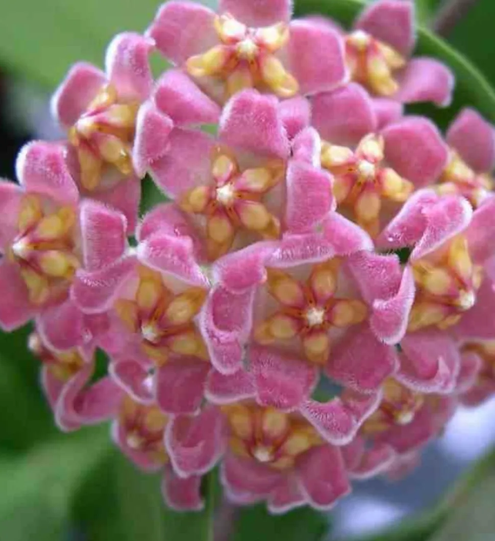JARDINTROPIC - Hoya davidcummingii (fleur de porcelaine, fleur de cire) rose - taille pot de 2 litres - 20/40 cm