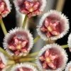JARDINTROPIC - Hoya isabelchanae (fleur de porcelaine, fleur de cire) rouge - taille pot de 2 litres - 20/40 cm