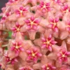 JARDINTROPIC - Hoya kicki (fleur de porcelaine, fleur de cire) rose - taille pot de 2 litres - 20/40 cm