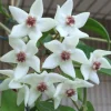 JARDINTROPIC - Hoya paziae (fleur de porcelaine, fleur de cire) taille pot de 2 litres - 20/40 cm - blanc et rose