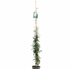 JARDINTROPIC - Jasminum officinale pot de 9 litres -140/160 cm