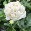 JARDINTROPIC - Jasminum sambac cv. Flore pleno grand-duc de toscany pot de 5 litres ? 40/60 cm