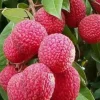JARDINTROPIC - Litchi sinensis variété wai chee pot de 80l - total 175/200cm