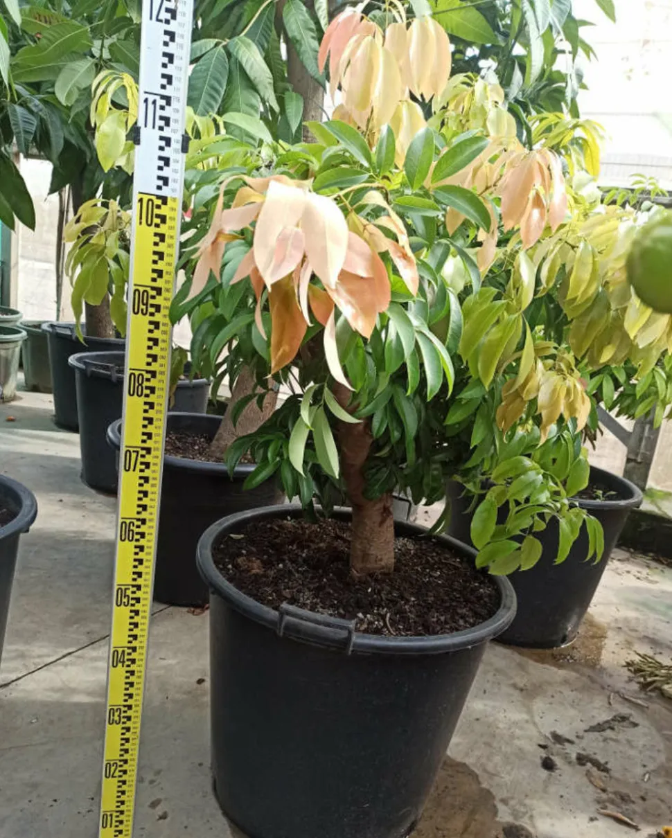 JARDINTROPIC - Litchi sinensis variété wai chee pot de 25l- 125/150cm