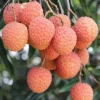 JARDINTROPIC - Litchi sinensis var kwai may rose pot de 80l - total 175/200cm