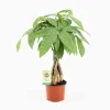 JARDINTROPIC - Pachira aquatica (noix de malabar, châtaignier de guyane, cacaoyer-rivière) pot de 3 litres ? 60/80 cm