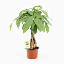 JARDINTROPIC - Pachira aquatica (noix de malabar, châtaignier de guyane, cacaoyer-rivière) pot de 10 litres ? 140/160 cm