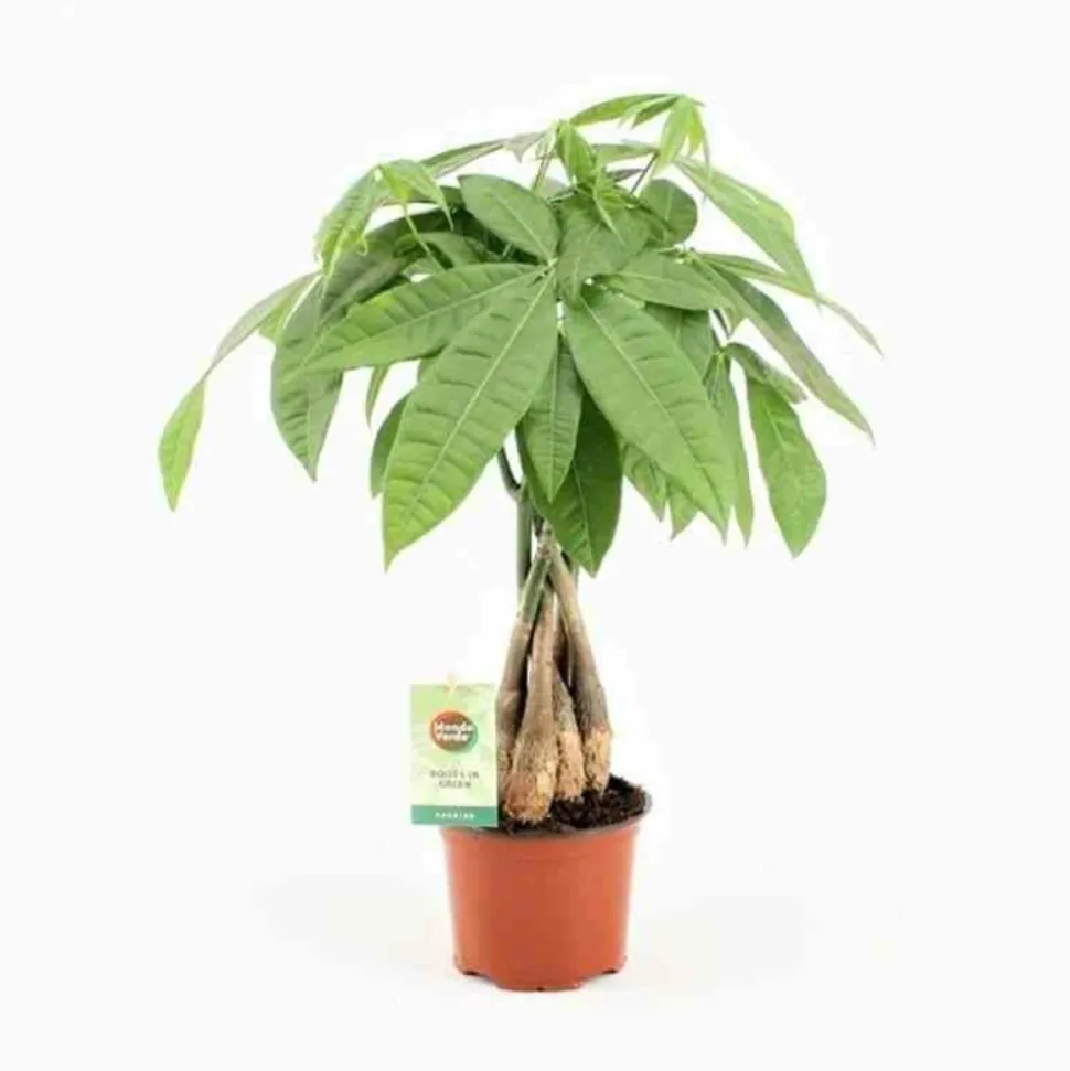 JARDINTROPIC - Pachira aquatica (noix de malabar, châtaignier de guyane, cacaoyer-rivière) pot de 10 litres ? 140/160 cm