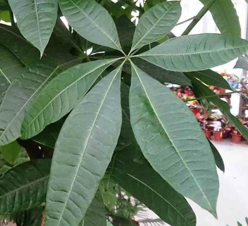JARDINTROPIC - Pachira aquatica (noix de malabar, châtaignier de guyane, cacaoyer-rivière) pot de 10 litres ? 140/160 cm