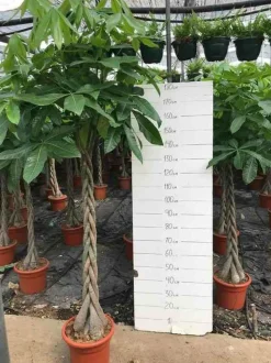 JARDINTROPIC - Pachira aquatica (noix de malabar, châtaignier de guyane, cacaoyer-rivière) pot de 10 litres ? 140/160 cm