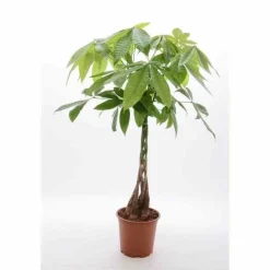 JARDINTROPIC - Pachira aquatica (noix de malabar, châtaignier de guyane, cacaoyer-rivière) pot de 2 litres - 30/50 cm