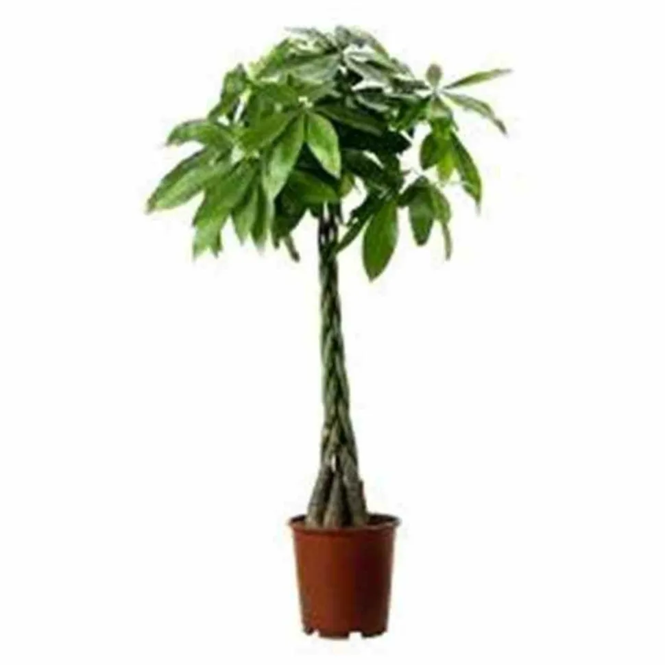 JARDINTROPIC - Pachira aquatica (noix de malabar, châtaignier de guyane, cacaoyer-rivière) pot de 2 litres - 30/50 cm