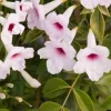 JARDINTROPIC - Pandorea jasminoides (faux jasmin de bignone) pot de 14 litres - 100/120 cm