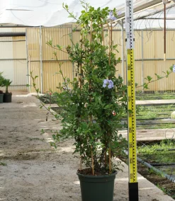 JARDINTROPIC - Pandorea jasminoides (faux jasmin de bignone) pot de 14 litres - 100/120 cm