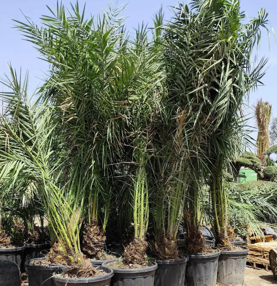 JARDINTROPIC - Phoenix dactylifera (véritable dattier) pot de 110l 230/270cm