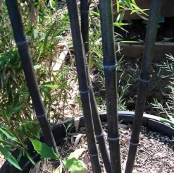 JARDINTROPIC - Phyllostachys nigra (bambou noir) pot de 15l 190/210cm