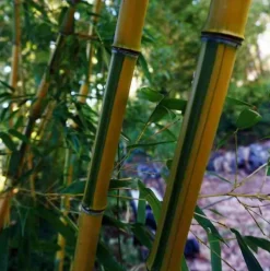 JARDINTROPIC - Phyllostachys aureosulcata spectabilis pot de 15 litres - 200/250cm