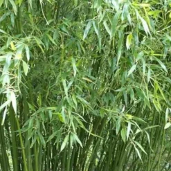 JARDINTROPIC - Phyllostachys bissetii pot de 2 litres ? 40/60 cm