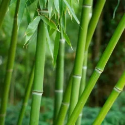 JARDINTROPIC - Phyllostachys bissetii pot de 15l - tige - 100/120cm