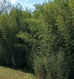 JARDINTROPIC - Phyllostachys bissetii pot de 15l - tige - 100/120cm