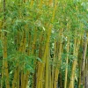 JARDINTROPIC - Phyllostachys aurea (bambou doré) pot de 15l - 150/175cm