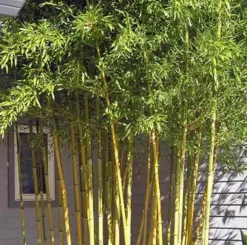 JARDINTROPIC - Phyllostachys aureosulcata spectabilis pot de 10 litres ? 140/160 cm