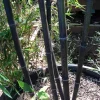 JARDINTROPIC - Phyllostachys nigra (bambou noir) pot de 10 litres ? 140/160 cm