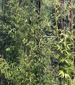 JARDINTROPIC - Phyllostachys nigra (bambou noir) pot de 10 litres ? 140/160 cm