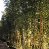 JARDINTROPIC - Phyllostachys aureosulcata aureocaulis pot de 2 litres - 80/100 cm