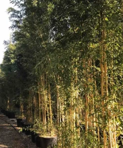 JARDINTROPIC - Phyllostachys aureosulcata aureocaulis pot de 2 litres - 80/100 cm