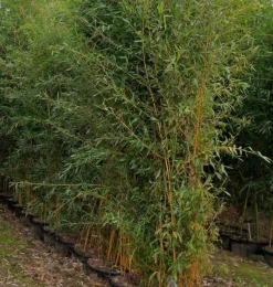 JARDINTROPIC - Phyllostachys aureosulcata aureocaulis pot de 2 litres - 80/100 cm