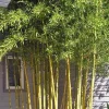 JARDINTROPIC - Phyllostachys aureosulcata spectabilis pot de 5 litres - 100/120 cm