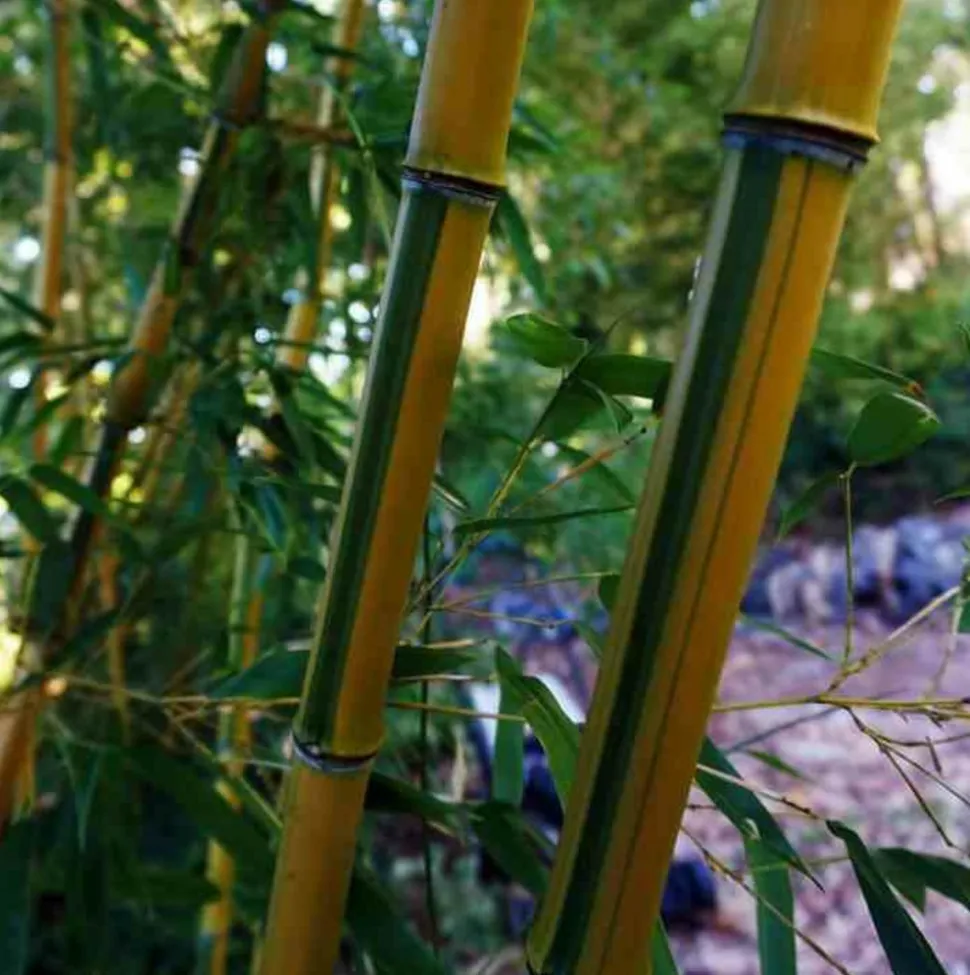 JARDINTROPIC - Phyllostachys aureosulcata spectabilis pot de 5 litres - 100/120 cm
