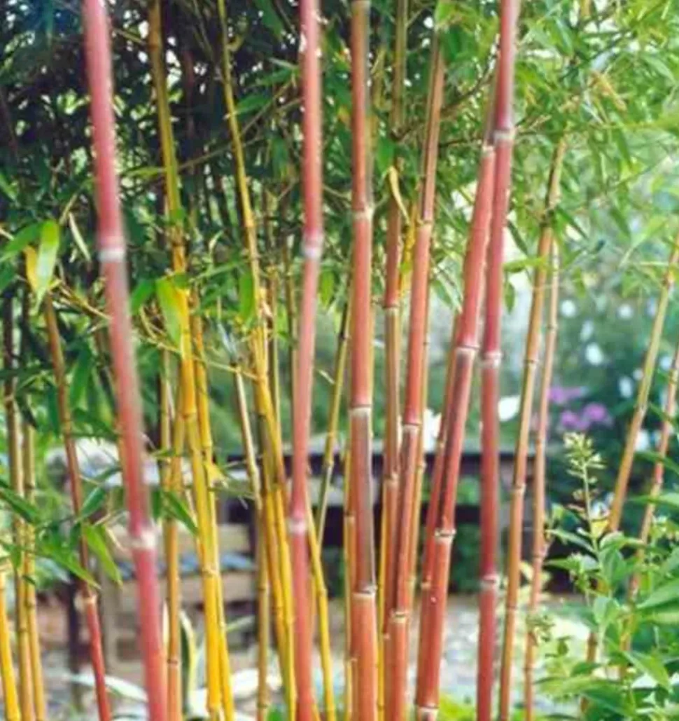 JARDINTROPIC - Phyllostachys aureosulcata spectabilis pot de 5 litres - 100/120 cm