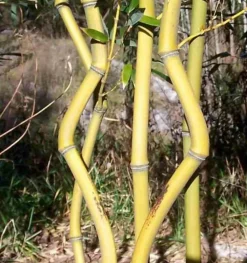 JARDINTROPIC - Phyllostachys aureosulcata aureocaulis pot de 10 litres ? 120/140 cm