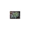 JARDINTROPIC - Pleioblastus fortunei "variegata" pot de 2 litres - 5/20 cm