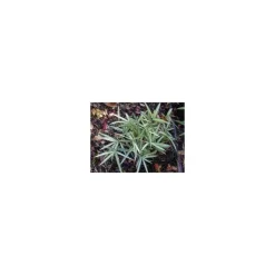 JARDINTROPIC - Pleioblastus fortunei "variegata" pot de 2 litres - 5/20 cm