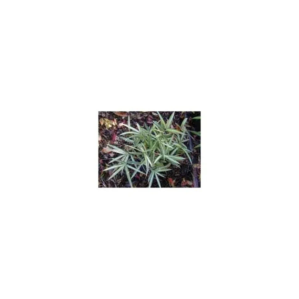 JARDINTROPIC - Pleioblastus fortunei "variegata" pot de 2 litres - 5/20 cm