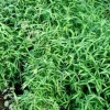 JARDINTROPIC - Pléioblastus pumilus pot de 2 litres - 5/20 cm