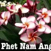 JARDINTROPIC - Plumeria rubra "phet nam ang" (frangipanier) pot de 2 litres ? 20/30 cm - couleur floraison:blanc/jaune/rose