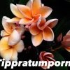 JARDINTROPIC - Plumeria rubra "tippratumporn" (frangipanier) couleur floraison:orange - pot de 2 litres ? 20/30 cm