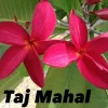 JARDINTROPIC - Plumeria rubra "taj mahal" (frangipanier) pot de 2 litres ? 20/30 cm