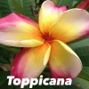JARDINTROPIC - Plumeria rubra "toppicana" (frangipanier) pot de 2 litres ? 20/30 cm - couleur floraison:blanc/jaune/rose