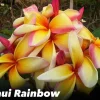 JARDINTROPIC - Plumeria rubra "maui rainbow" (frangipanier) pot de 2 litres ? 20/30 cm - couleur floraison:blanc/jaune/rose