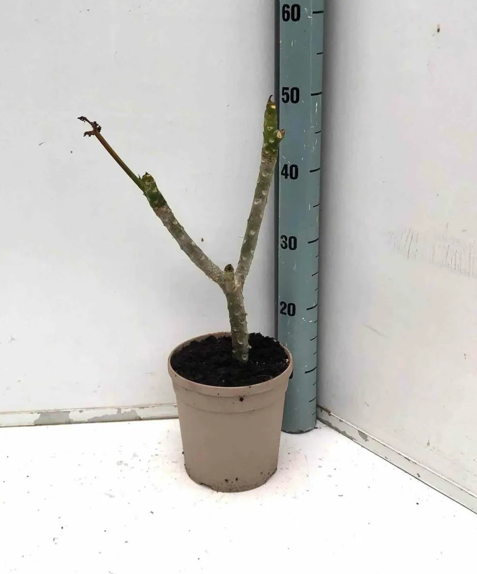 JARDINTROPIC - Plumeria rubra rose (frangipanier) pot de 6 litres - 80/100 cm -