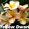 JARDINTROPIC - Plumeria rubra "jaune nain" (frangipanier) pot de 2 litres ? 20/30 cm -et blanc
