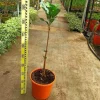 JARDINTROPIC - Pouteria obovata (lucuma, lucumo, fruit-oeuf) pot de 25l - 160/180cm