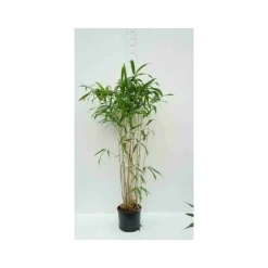 JARDINTROPIC - Pseudosasa japonica tsutsumiana pot de 14 litres - 100/120 cm