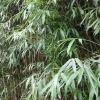 JARDINTROPIC - Pseudosasa japonica pot de 5 litres ? 80/100 cm