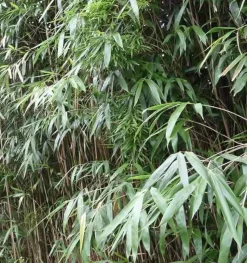 JARDINTROPIC - Pseudosasa japonica pot de 5 litres ? 80/100 cm